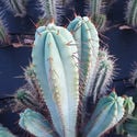 Bolivian Torch XL (Echinopsis lageniformis)