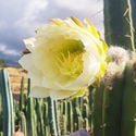 Bolivian Torch XL (Echinopsis lageniformis)