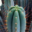 Bolivian Torch XL (Echinopsis lageniformis)