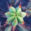 Bolivian Torch XL (Echinopsis lageniformis)