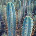 Bolivian Torch XL (Echinopsis lageniformis)