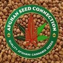 Herat (Afghan Seed Connection) Regular