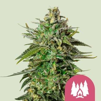 Larry OG (Royal Queen Seeds) feminisiert