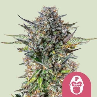 Pink Gorilla (Royal Queen Seeds) feminisiert