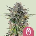 Pink Gorilla (Royal Queen Seeds) Feminized