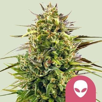 Alien OG (Royal Queen Seeds) feminized