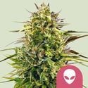 Alien OG (Royal Queen Seeds) feminisiert