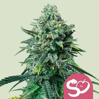 Forbidden Fruit (Royal Queen Seeds) feminisiert