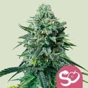 Forbidden Fruit (Royal Queen Seeds) feminisiert