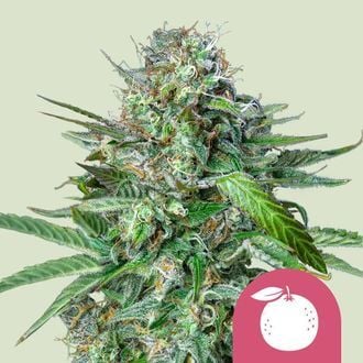 Tangie (Royal Queen Seeds) feminized