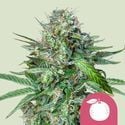 Tangie (Royal Queen Seeds) feminized