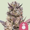 Tropicana Cookies Purple (Royal Queen Seeds) feminized