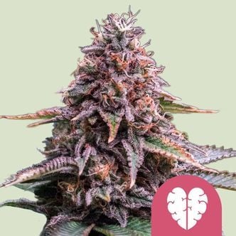 Pink Mist (Royal Queen Seeds) feminisiert