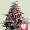 Pink Mist (Royal Queen Seeds) feminisiert