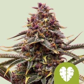 Pink Mist Automatic (Royal Queen Seeds) feminized