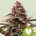 Pink Mist Automatic (Royal Queen Seeds) feminisiert