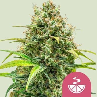 Lemon Skunk (Royal Queen Seeds) feminisiert