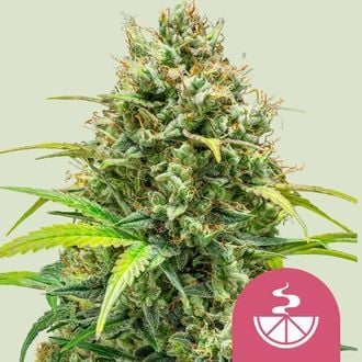 Lemon Skunk (Royal Queen Seeds) feminized