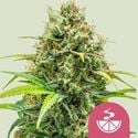 Lemon Skunk (Royal Queen Seeds) feminisiert