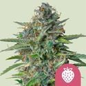 Strawberry Cough (Royal Queen Seeds) feminisiert