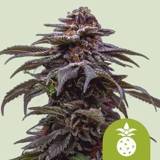 Tropicana Cookies Purple Automatic (Royal Queen Seeds) feminized