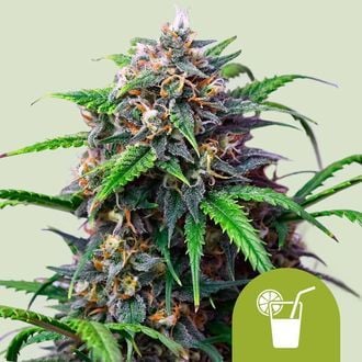 Purple Lemonade Auto (Royal Queen Seeds) feminisiert