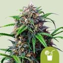 Purple Lemonade Auto (Royal Queen Seeds) feminized