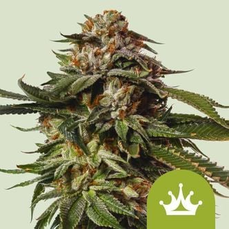 Special Queen 1 Automatic (Royal Queen Seeds) feminized