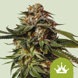 Special Queen 1 Automatic (Royal Queen Seeds) feminisiert