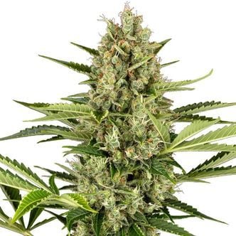 Jack Herer Automatic (Sensi Seeds) feminisiert