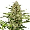 Jack Herer Automatic (Sensi Seeds) feminized