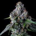 El Valle Haze (Compound Genetics) feminisiert