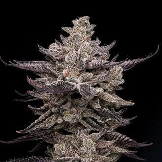 El Valle Haze (Compound Genetics) feminized