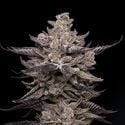 El Valle Haze (Compound Genetics) feminisiert