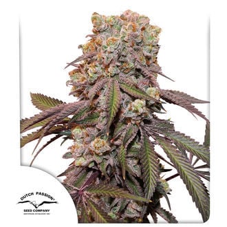 Auto Candy Bubatz XL (Dutch Passion) feminized