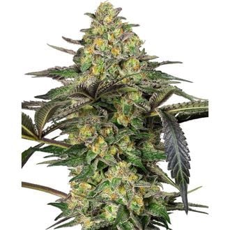 Grapevine Candy (Sensi Seeds) feminisiert