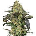 Grapevine Candy (Sensi Seeds) feminisiert