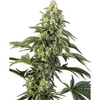 Cosmic Kiss (Sensi Seeds) feminisiert