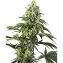 Cosmic Kiss (Sensi Seeds) feminisiert