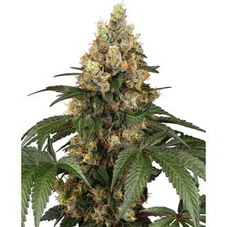 Chocolate Rainbow XXL (Sensi Seeds) feminisiert