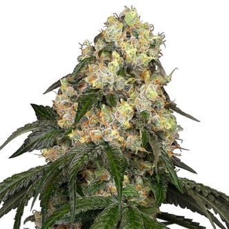 White Biscotti OG XXL (White Label) feminized