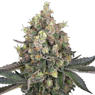 Sweet Berry Breeze (White Label) feminized