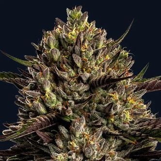 Chimera Cut (Anesia Seeds) Feminized