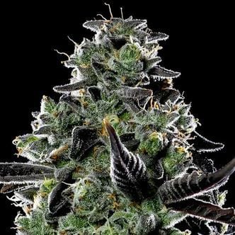 Violet Face Auto (Anesia Seeds) feminized