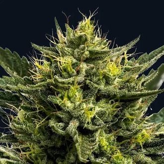 Wham Boom Auto (Anesia Seeds) Feminized