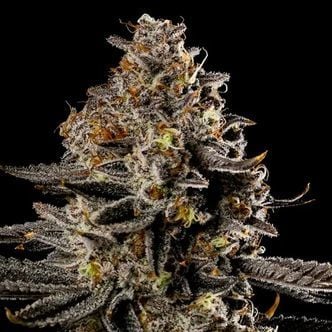 Smashberry Fumez Auto (Anesia Seeds) Feminized