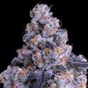 Epic Buzz Auto (Anesia Seeds) Feminized