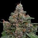 Sun of a Peach (Anesia Seeds) Feminized