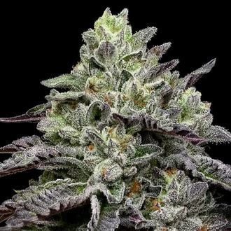 Smashberry Fumez (Anesia Seeds) feminized