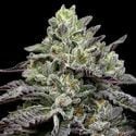 Smashberry Fumez (Anesia Seeds) feminisiert